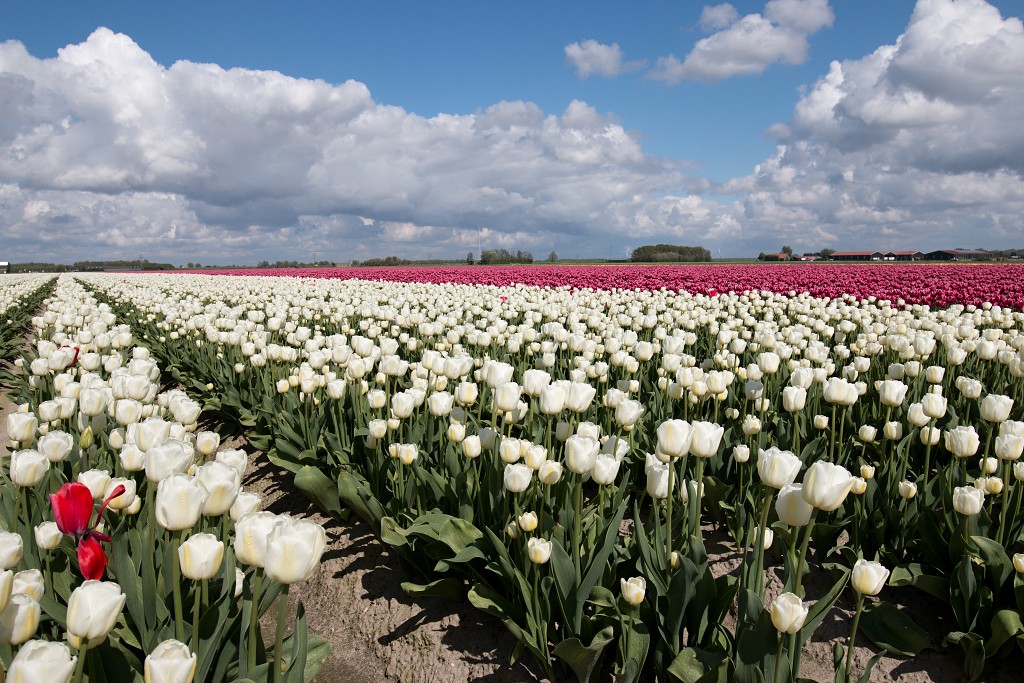 tulp tulpen tulipa natuur hdr tulpenbol liliaceae flora bloem bloemen voorjaar lente tulpenfestival keukenhof festival